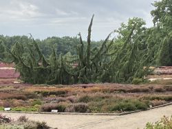 065 Lueneburg Heidegarten